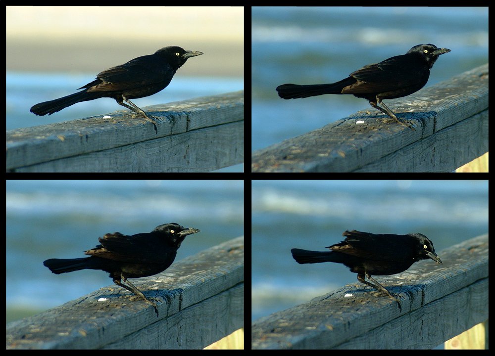 (51) crow montage.jpg   (1000x720)   121 Kb                                    Click to display next picture